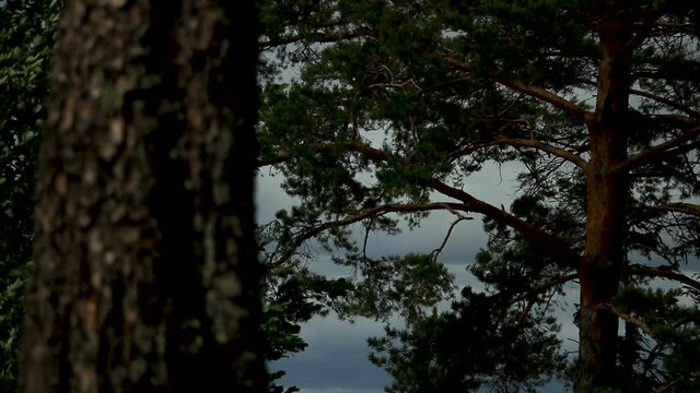 branches of a large northern pine swaying in the wind,