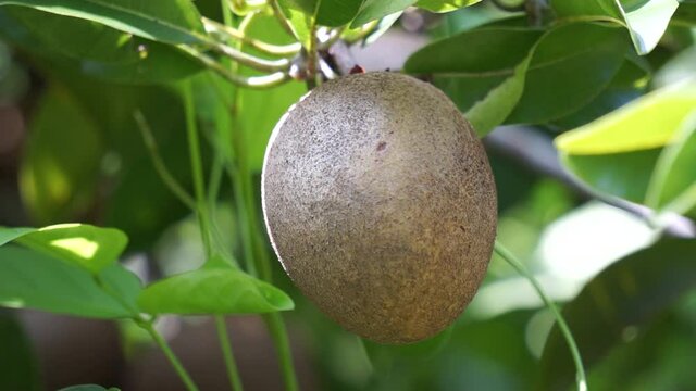 Sapodilla fruit (Also called Manilkara zapota, sapota, chikoo, naseberry, sawo, nispero). The name "zapota" from the Spanish zapote ultimately derives from the Nahuatl word tzapoti. juicy and watery