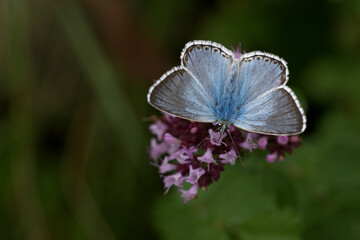 Silbergrüner Bläuling (Polyommatus coridon)