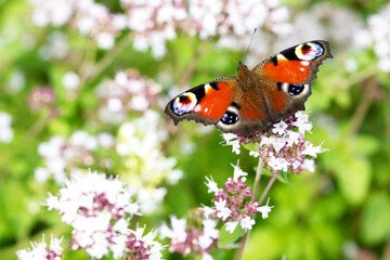 Tagpfauenauge (Inachis io)
