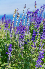 The salvia field is located in Awaji island in Japan