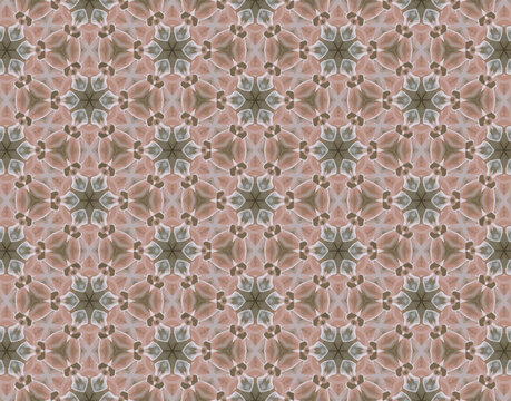 Echeveria pattern per decorazioni