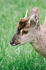 small deer in the park