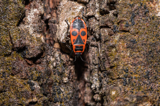 Pyrrhocoris apterus, Gendarme Suisse