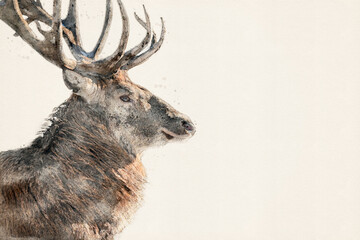 Male deer with antlers. Red deer stag. Aquarelle, watercolor illustration with copy space.