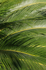 Naklejka na ściany i meble Green Palm leaf pattern texture abstract background. Beautiful landscape. Soft focus. Beautiful Palm trees of Turkey. Background. Beautiful nature of Turkey. Beautiful leaves of tree in sunlight