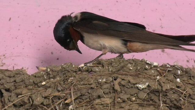 birds feeding grain to its children , mother baby grain our child