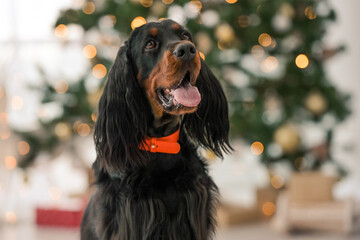 Gordon setter in Christmas time
