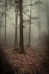 Dreamy morning forest. fog in a german forest in cold winter times. mystic threatening light atmosphere with bare deciduous trees