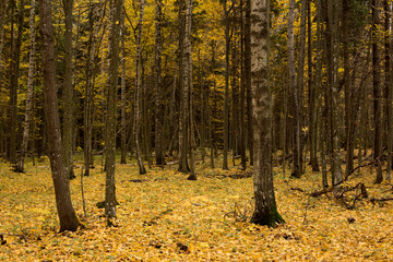Autumn park and forest under clear clear sky