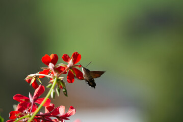 Taubenschwänzchen sammelt Nektar an Geranie © Rene