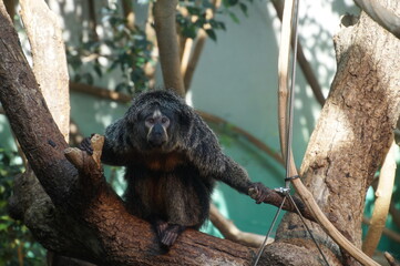 Obraz premium Gibbon auf Ast sitzend