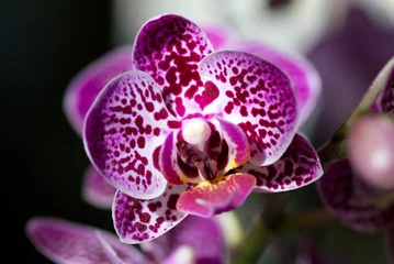 Foto auf Glas Orchidee Weiss mit Pinken Flecken © Rene