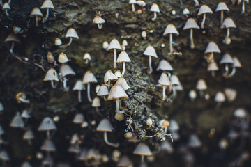 Small mushrooms toadstools. Psilocybin mushrooms on dark background