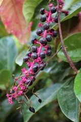 Jagody granatowe  © Katarzyna