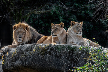Fototapeta premium Lion male and two lionesses on the rock. Latin name - Panthera leo 