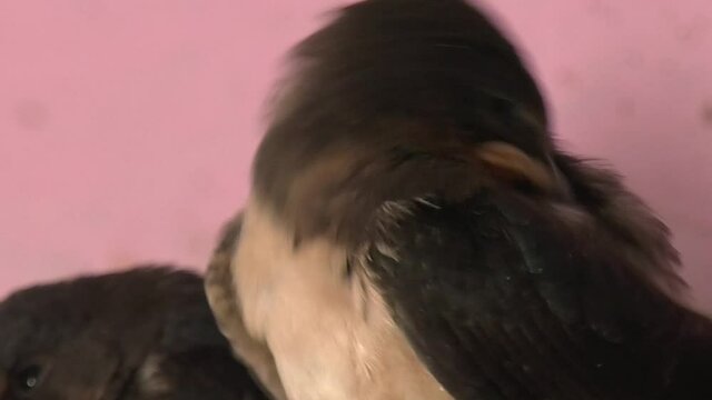 four Small baby birds in our next