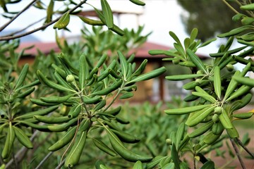 Roślina zielona figa