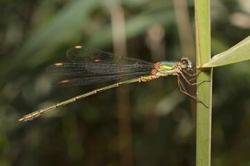Emerald Damselfly on the grass