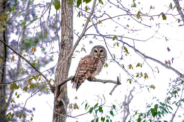 owl on tree