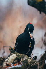 Dryocopus martius on tree