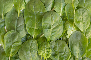 Fototapeta na wymiar Overhead shot of raw spinach