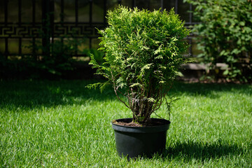 Small natural thuja in a pot on the lawn. A seedling for planting in open ground.