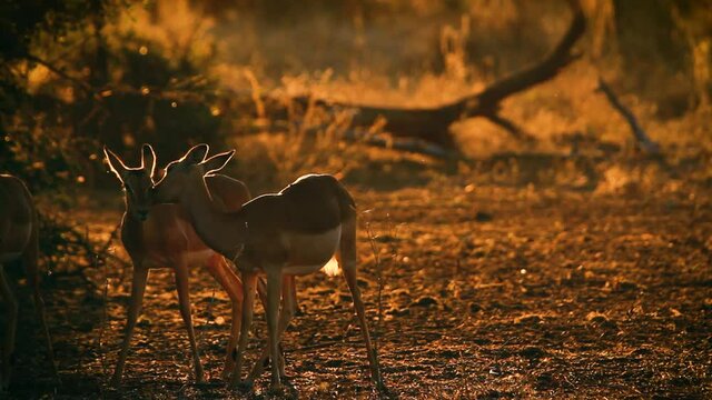 Common Impala grooming in backlit at dusk in Kruger National park, South Africa ; Specie Aepyceros melampus family of Bovidae