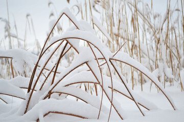 grass in the snow