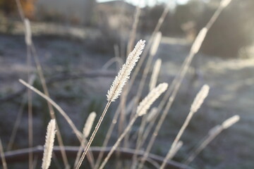 Gräser im winterlichen Sonnenlicht mit Raureif