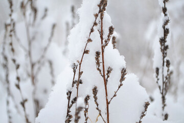 snow covered branches