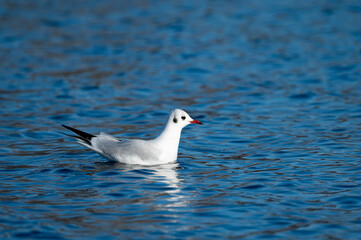 Larus ridibundus, Mouette rieuse