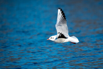 Larus ridibundus, Mouette rieuse