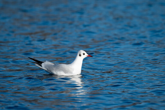 Larus 이미지 – 찾아보기 26,657 스톡 사진, 벡터 및 비디오 | Adobe Stock