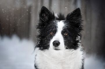Border collie dog lovely winter portrait in the snow
