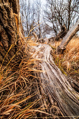 tree trunk in the forest