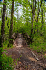 Obraz premium path in the forest