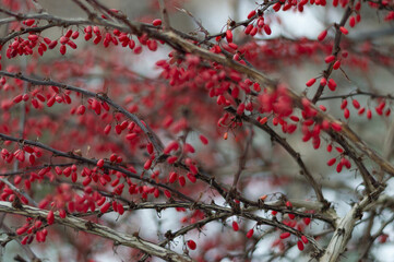 Berberys zwyczajny , zima w ogrodzie
