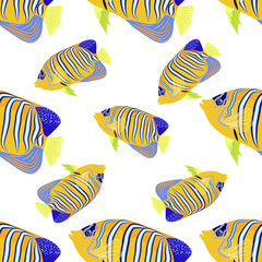 Emperor angelfish Pomacanthus imperator on white, sea animal wildlife character. Nature underwater, marine wild ocean zoo fish.