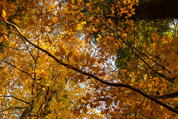 colorful autumn, tree leaves in different colors