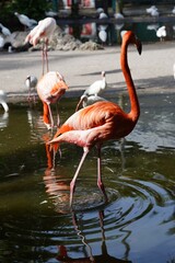 Beautiful flamingo and white birds in the water
