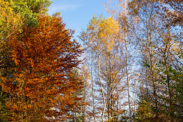 colorful autumn, tree leaves in different colors