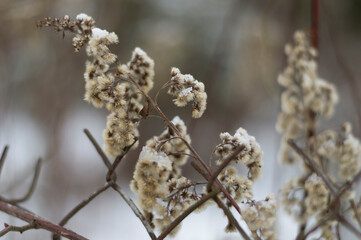 Nawłoć pospolita, jesień w ogrodzie