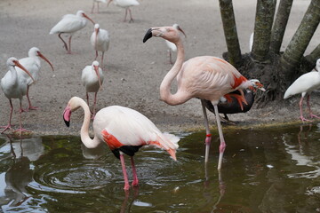Beautiful flamingo and white birds in the water