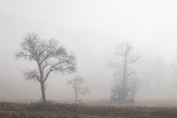 Naklejka na ściany i meble tree in fog