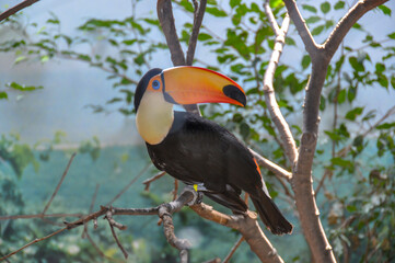 A toucan bird sitting on a branch at the Barcelona Zoo, Spain