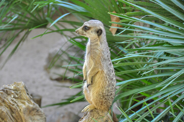 Naklejka na ściany i meble A meerkat standing on a stone at the Barcelona Zoo, Spain