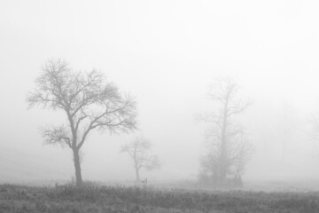 tree in fog