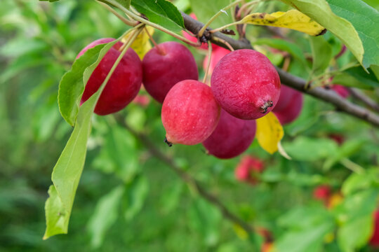 Pink Chinese apples, ranetka or paradise apples on the green branch Malus prunifolia, plumleaf crab apple, plum-leaved apple, pear-leaf crabapple or Chinese crabapple