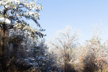 trees in the forest